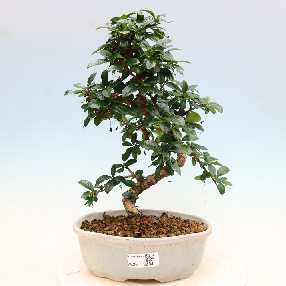 Room bonsai - Carmona macrophylla - Tea fuki