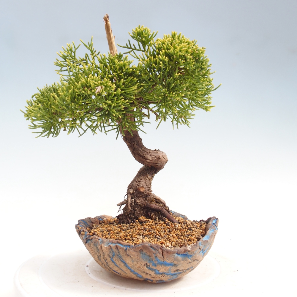 Outdoor bonsai - Juniperus chinensis Kishu