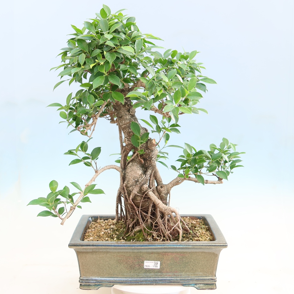 Room bonsai - Ficus kimmen - small-leaved ficus