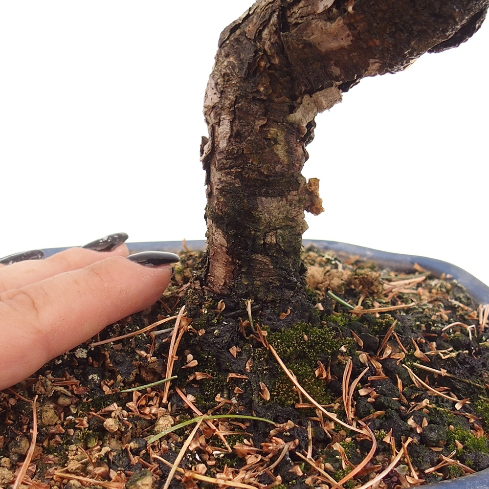 Outdoor bonsai - Pinus parviflora - Small pine tree