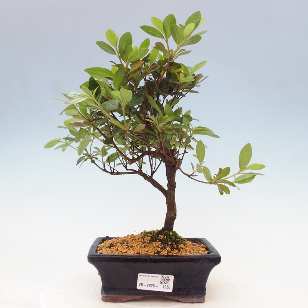 Outdoor bonsai - Japanese azalea - Azalea sp.