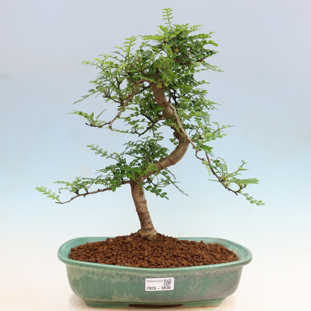 Room bonsai - Zantoxylum piperitum - pepper tree