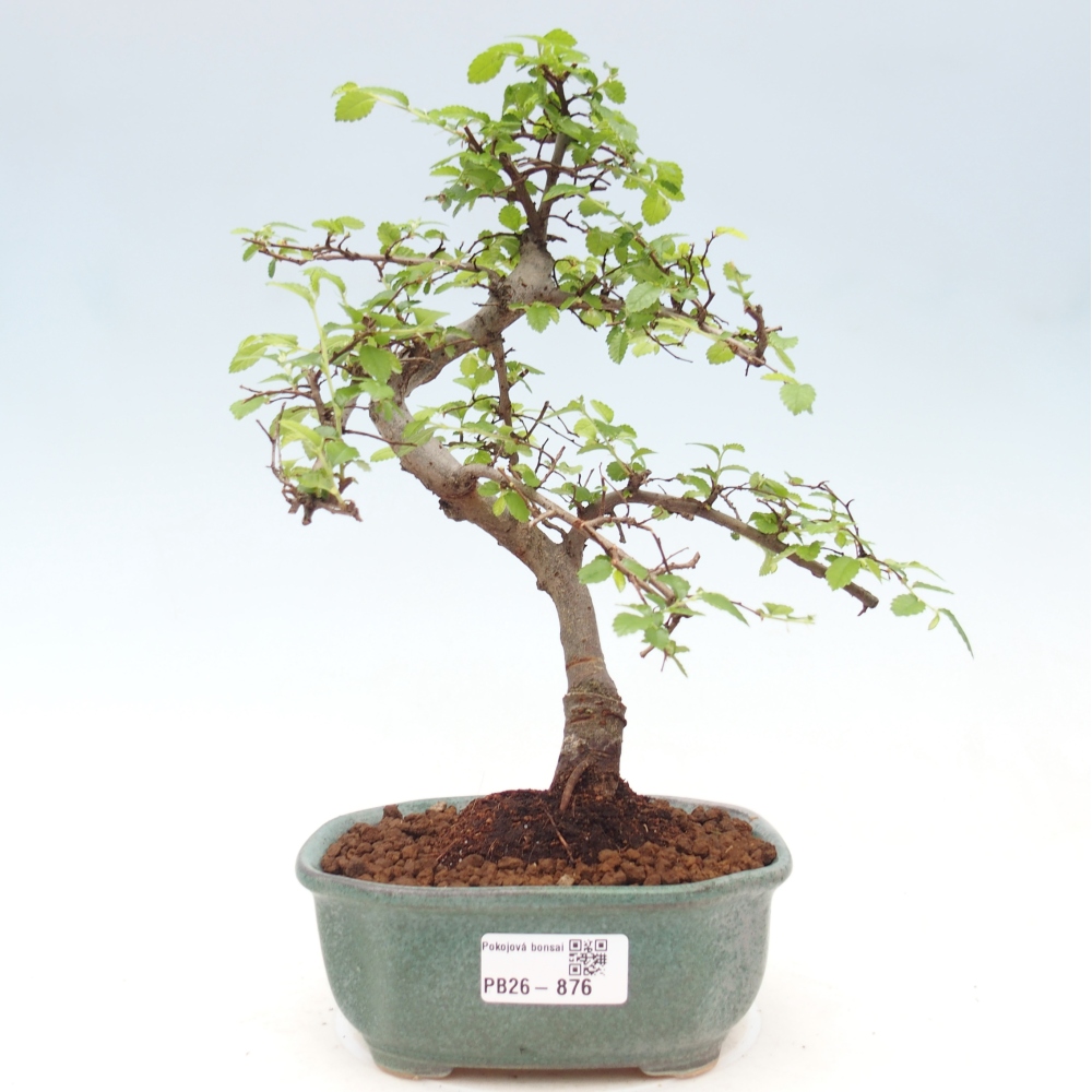 Room bonsai - Ulmus parvifolia - Small-leaved elm