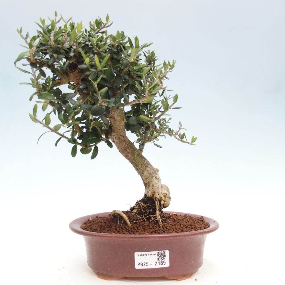 Indoor bonsai - Olea europaea sylvestris - European small-leaved olive oil