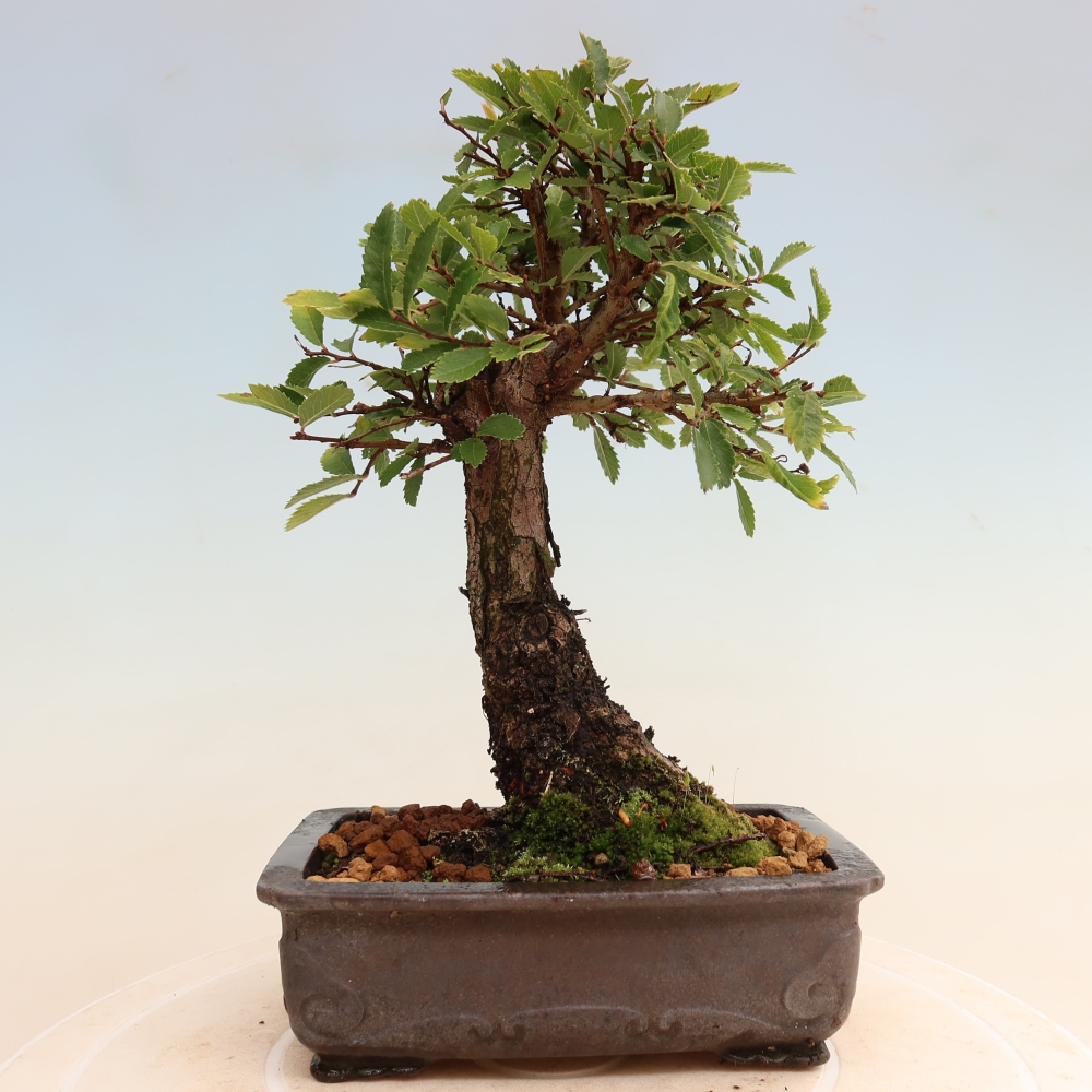 Outdoor bonsai - Zelkova - Zelkova NIRE