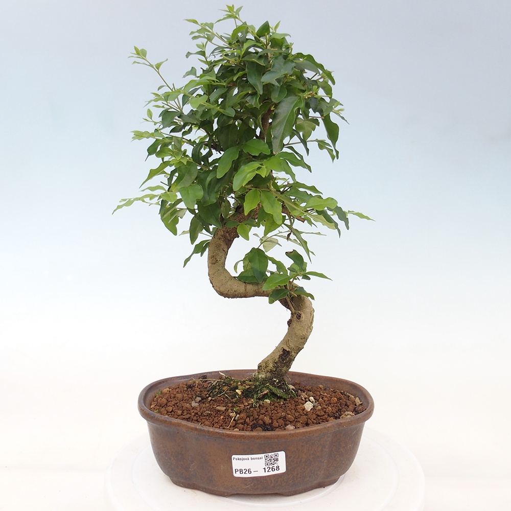 Room bonsai -Ligustrum chinensis - Birds Beak