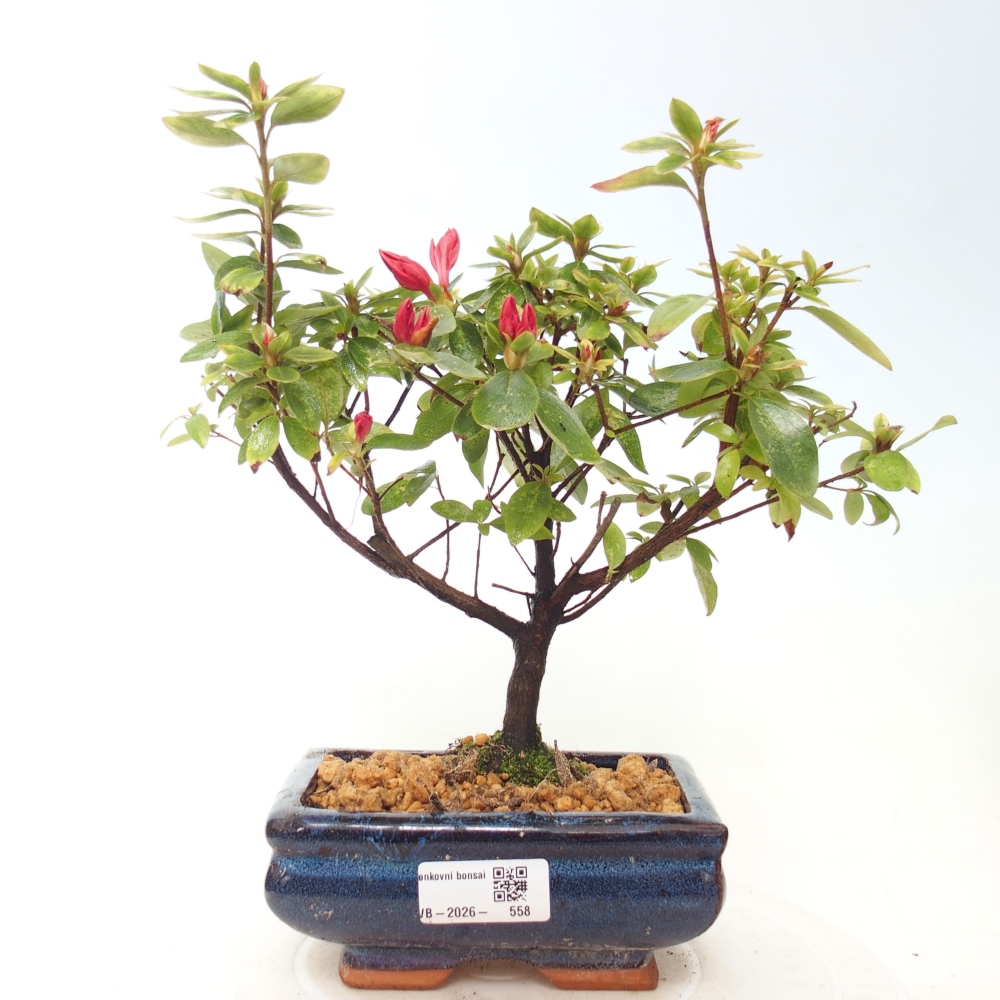 Outdoor bonsai - Japanese azalea - Azalea sp.