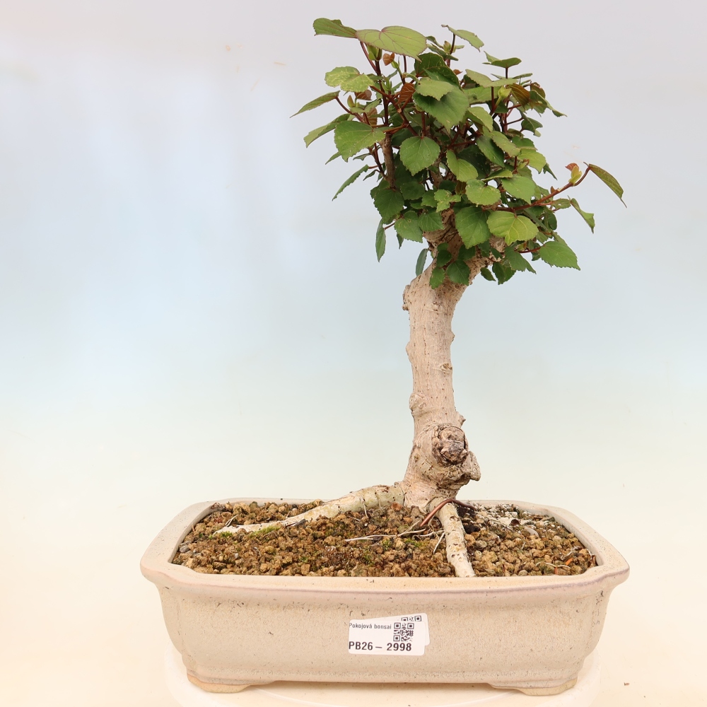 Indoor bonsai - Hibiscus tiliaceus - Sea Hibiscus