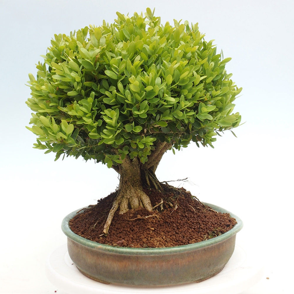Outdoor bonsai - Buxus sempervirens - boxwood