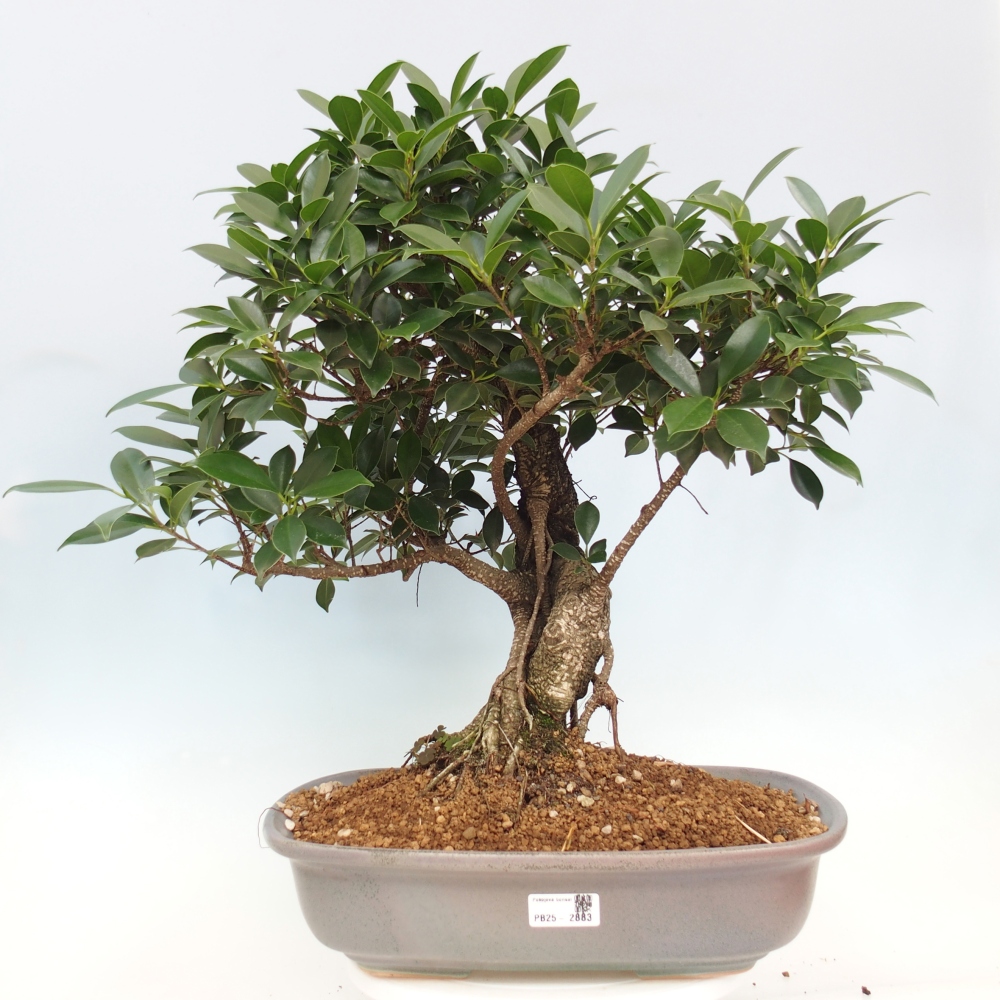 Room bonsai - Ficus kimmen - small-leaved ficus - PERSONAL COLLECTION ONLY or pallet transport