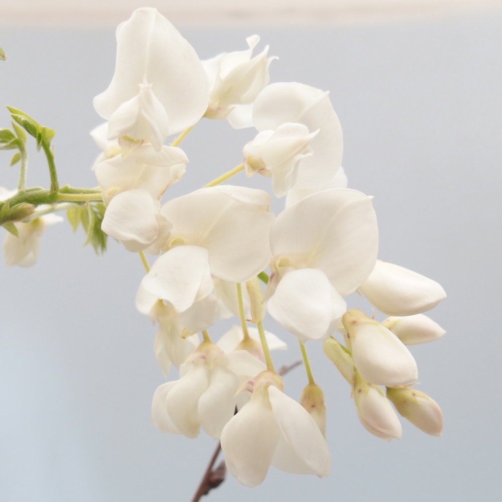 Outdoor bonsai - Vistaria - Wisteria