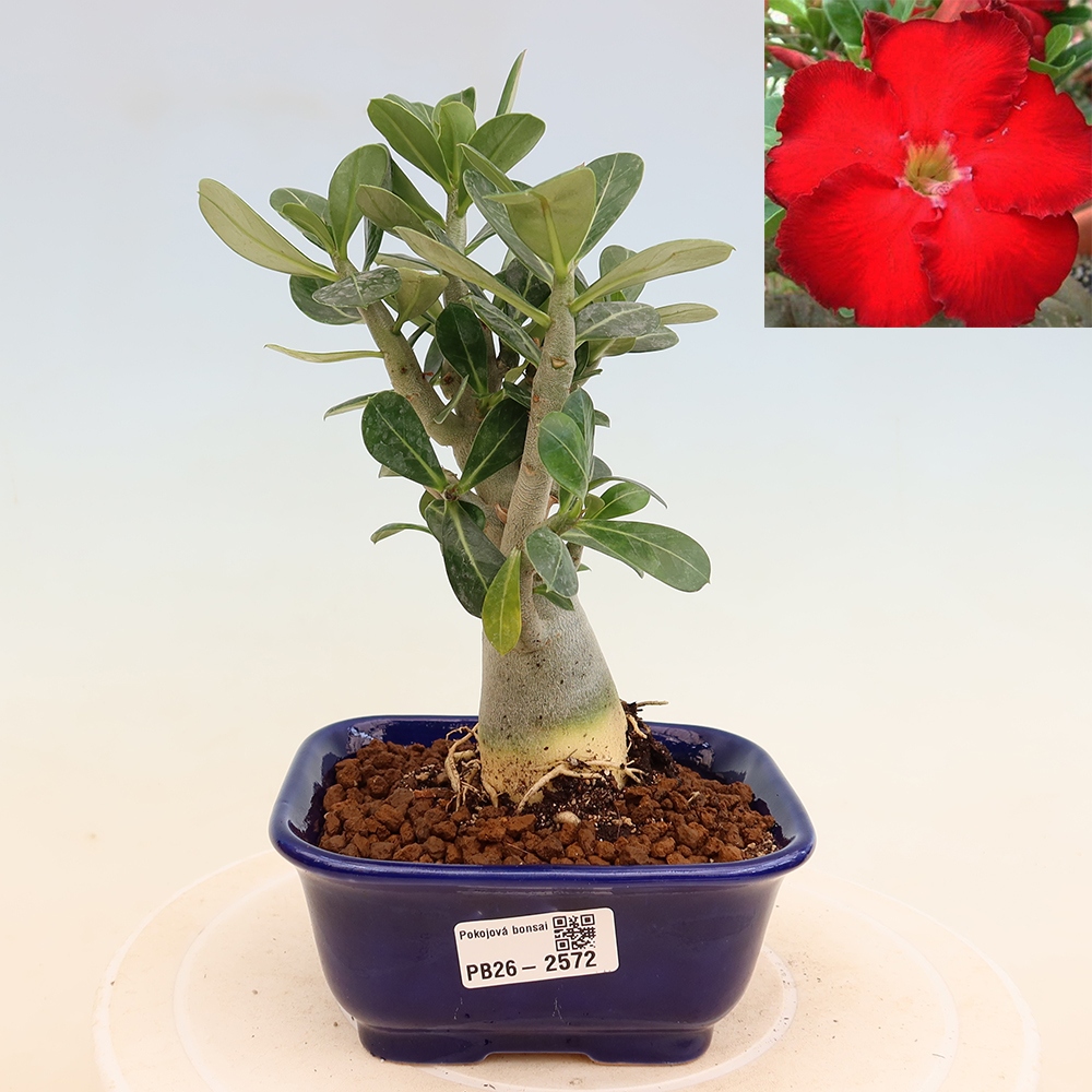 Indoor Bonsai - Adenium obesum Red Star - Desert Rose