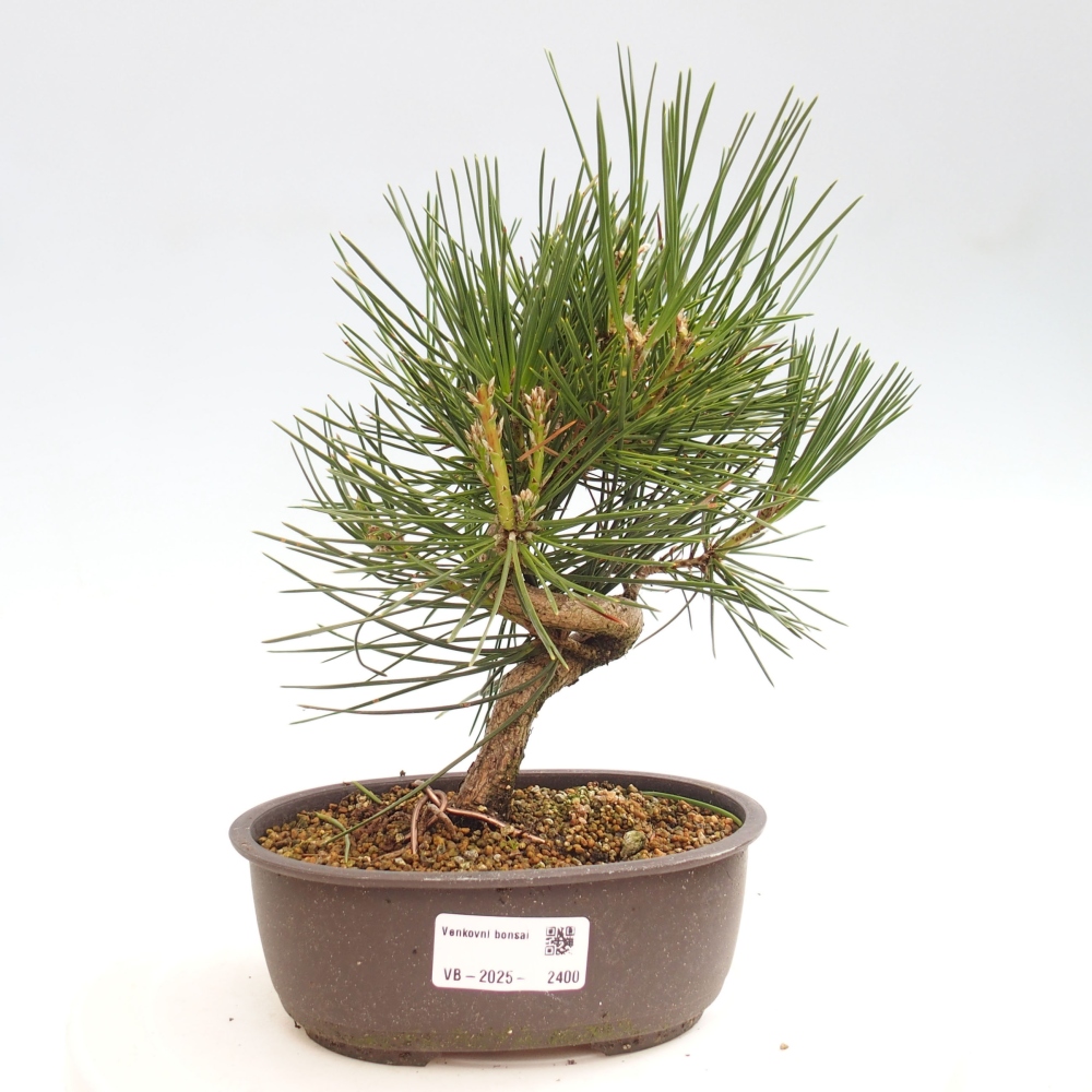 Outdoor bonsai - Pinus thunbergii - Thunbergia pine
