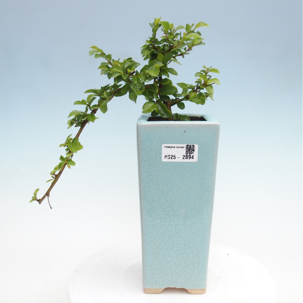 Indoor bonsai - Grewia occidentalis - Lavender star