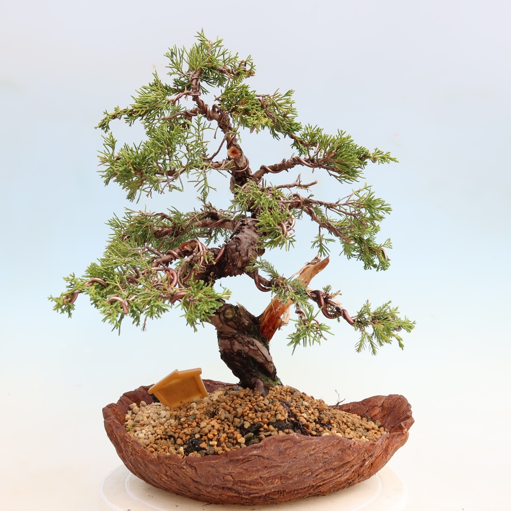 Outdoor Bonsai - Juniperus chinensis Itoigawa - Chinese Juniper