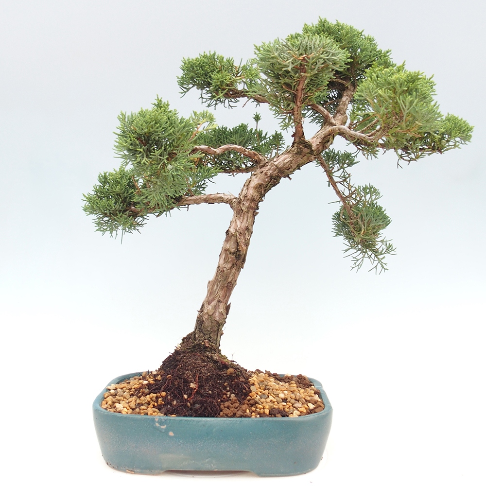 Outdoor bonsai - Juniperus chinensis  - Chinese  juniper