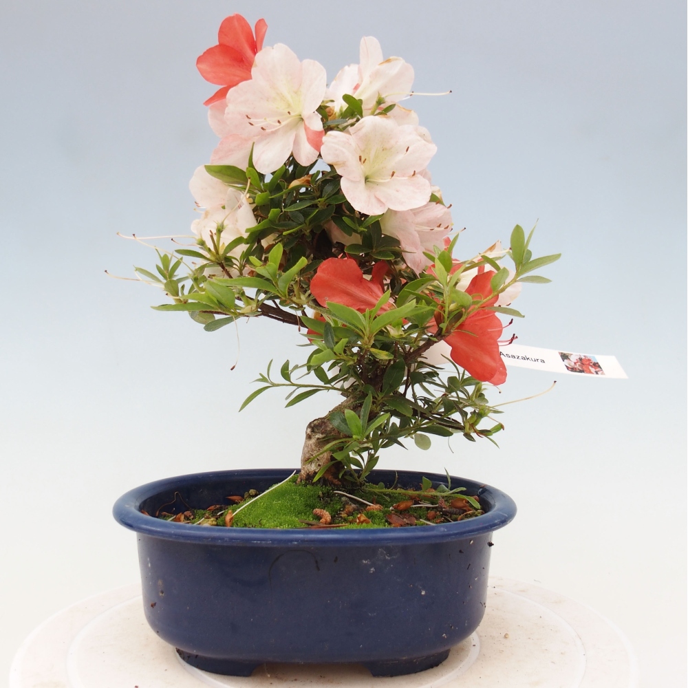 Outdoor bonsai - Japanese azalea - Azalea Asazakura
