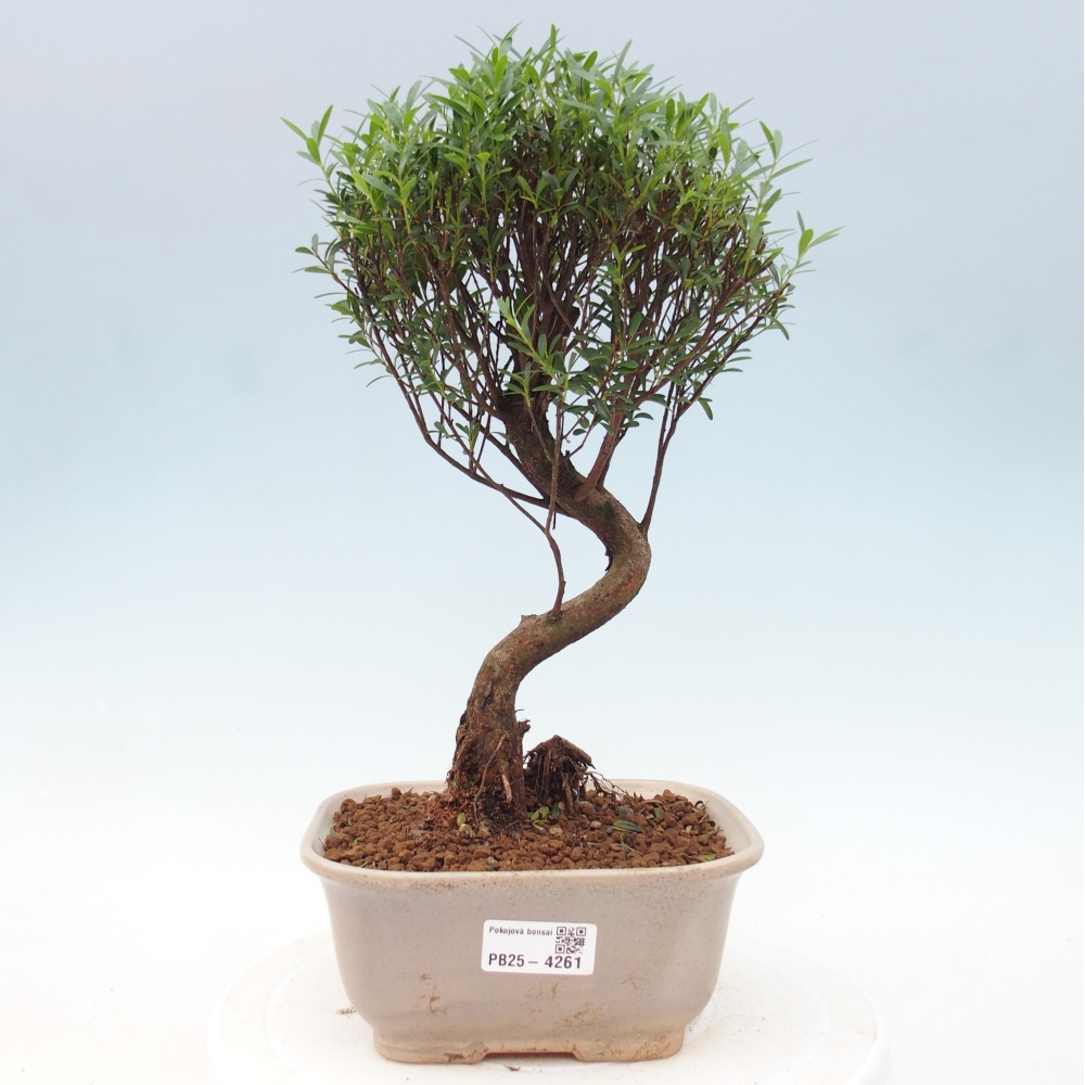 Room bonsai - Syzygium - Pimento