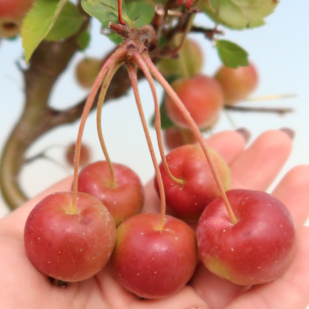 Outdoor bonsai -Malus halliana - Small-fruited apple tree