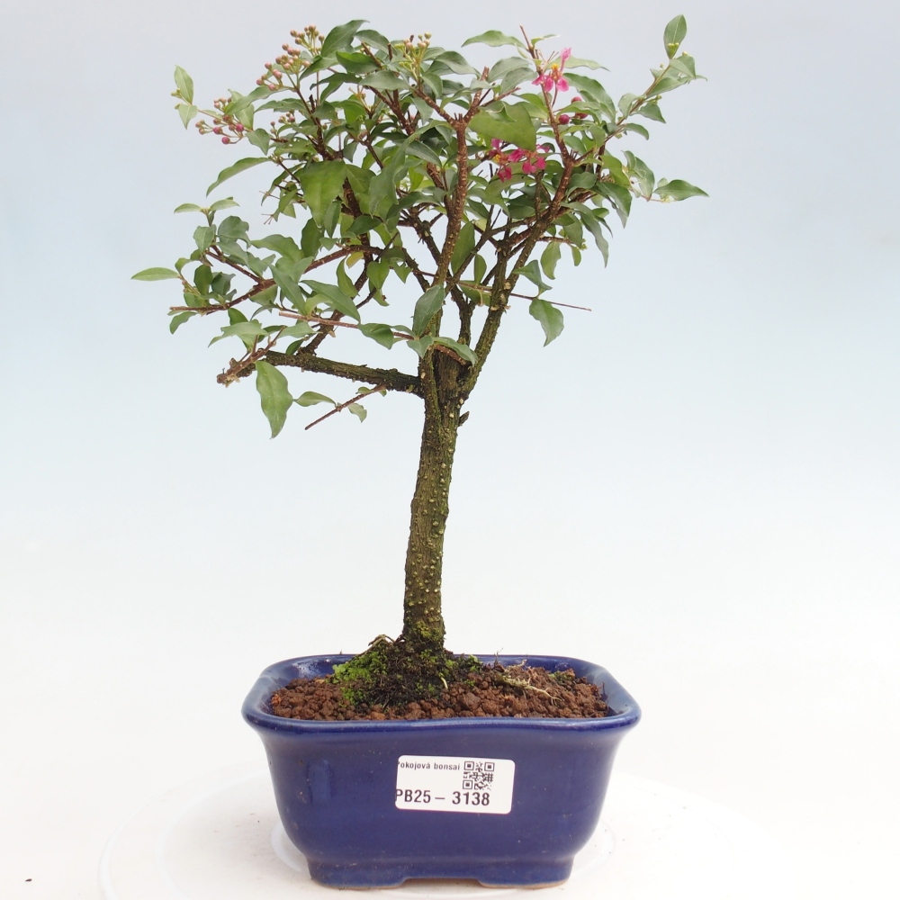 Room bonsai - Malpighia coccigera- Barbdorian cherry