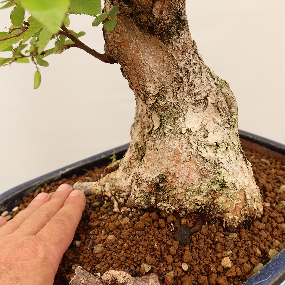 Outdoor bonsai - Carpinus Coreana - Korean hornbeam