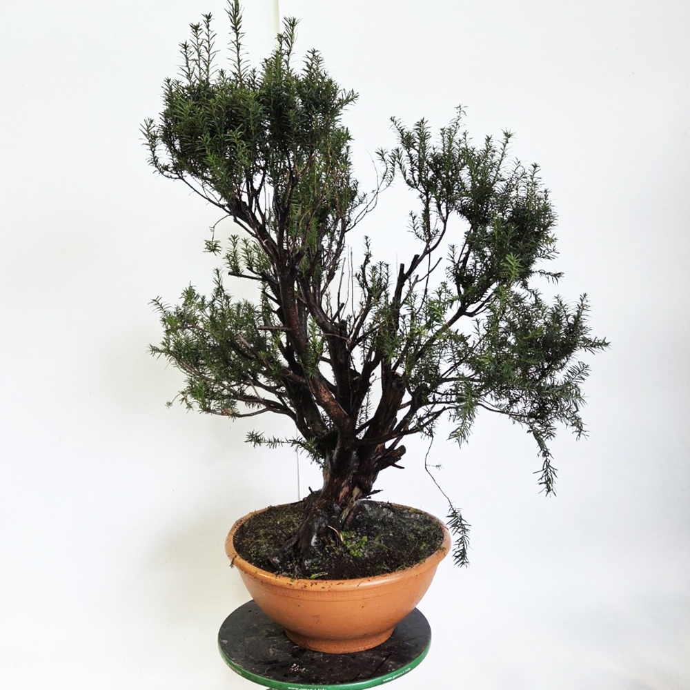Outdoor bonsai Red Yew - Taxus bacata