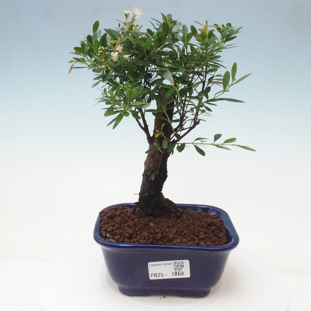 Room bonsai - Syzygium - Pimentovník