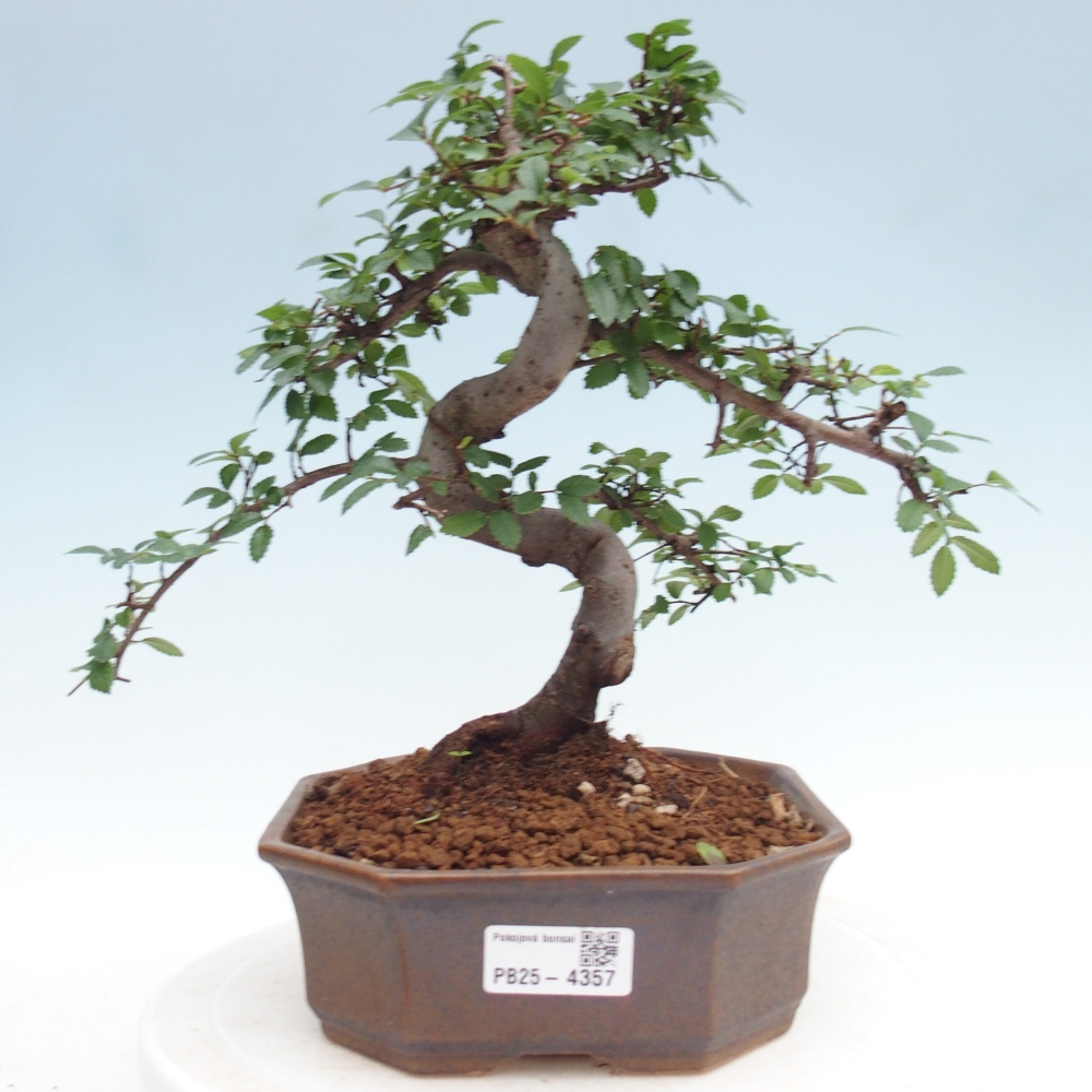 Room bonsai - Ulmus parvifolia - Small-leaved elm