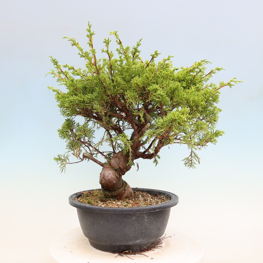 Outdoor Bonsai - Juniperus chinensis Itoigawa - Chinese Juniper