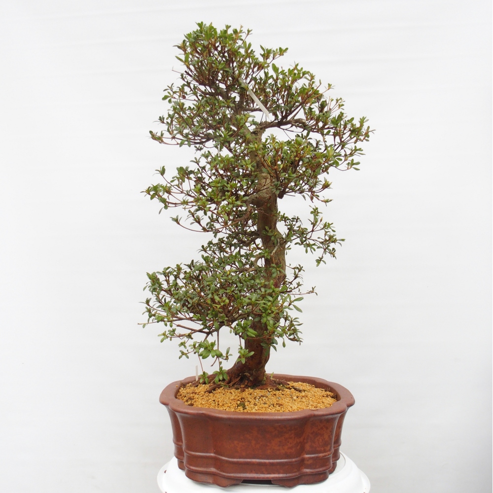 Outdoor bonsai - Japanese Azalea - Azalea Shunen