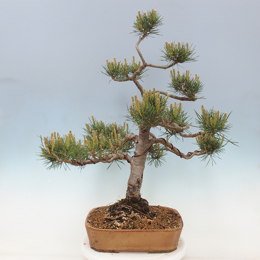 Outdoor bonsai - Pinus Sylvestris - Scots pine