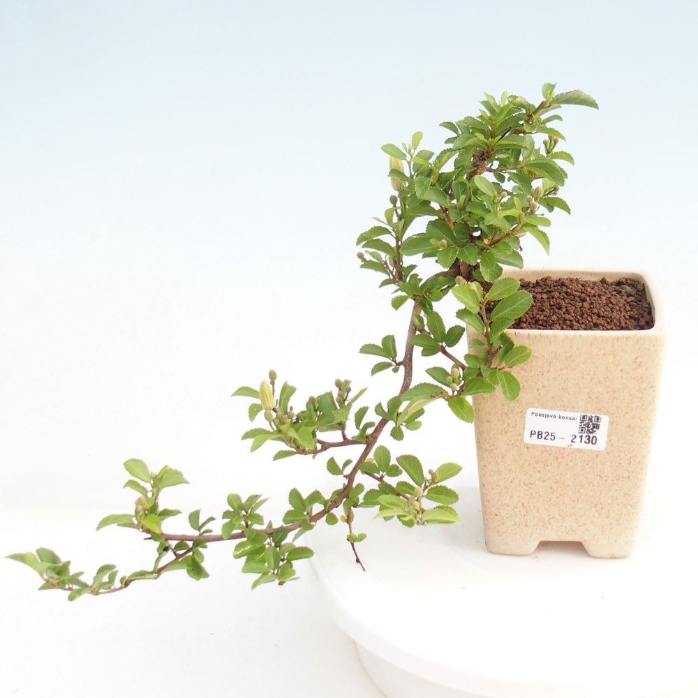 Indoor bonsai - Grewia occidentalis - Lavender star