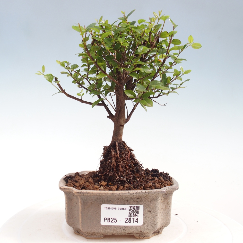Indoor bonsai - Sagerécie thea - Sagerécie thea