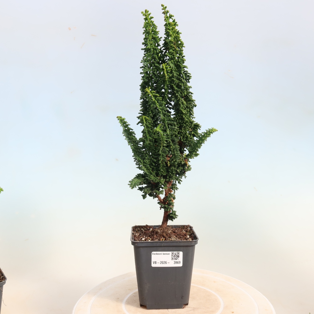 Outdoor bonsai - Cham. obtusa SEKKA HINOKI - Cypress