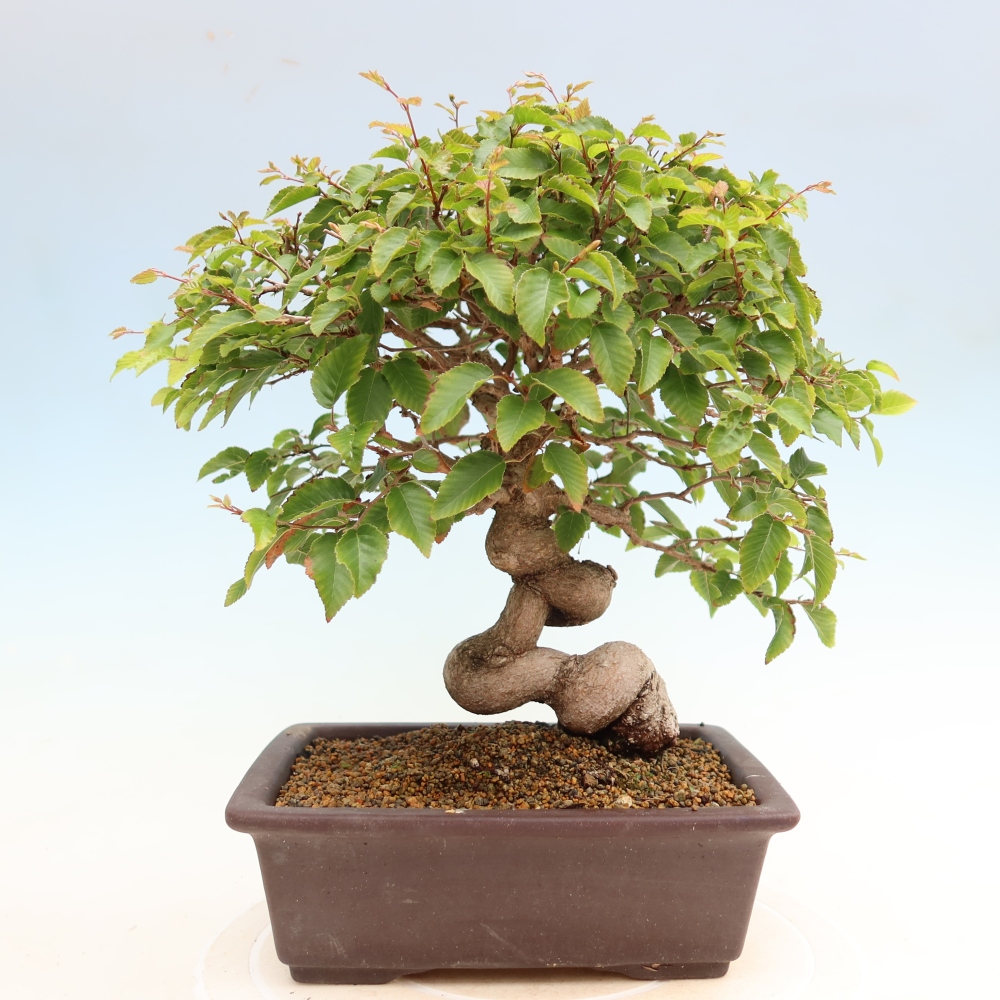 Outdoor bonsai -Carpinus coreana - Korean Hornbeam