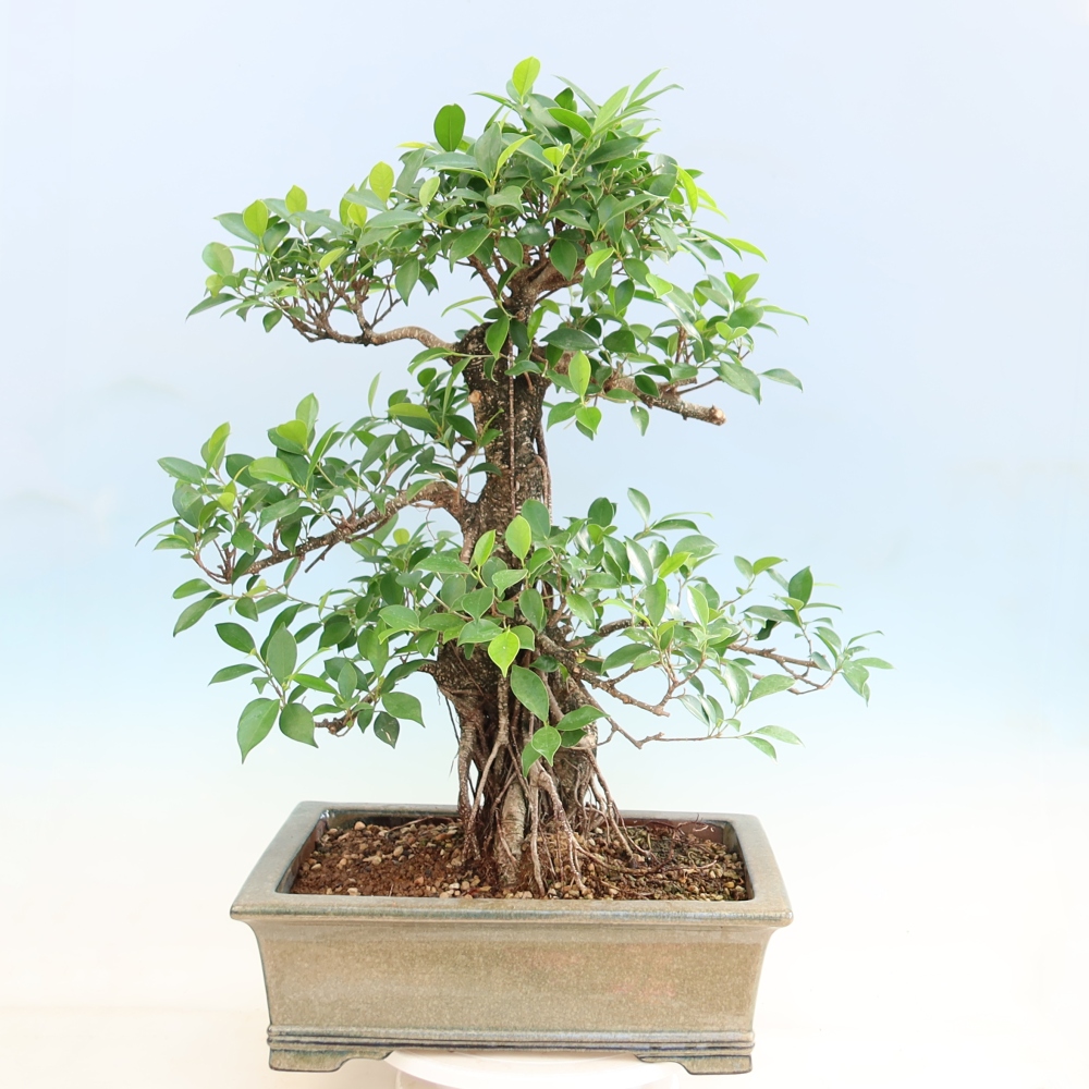 Room bonsai - Ficus kimmen - small-leaved ficus
