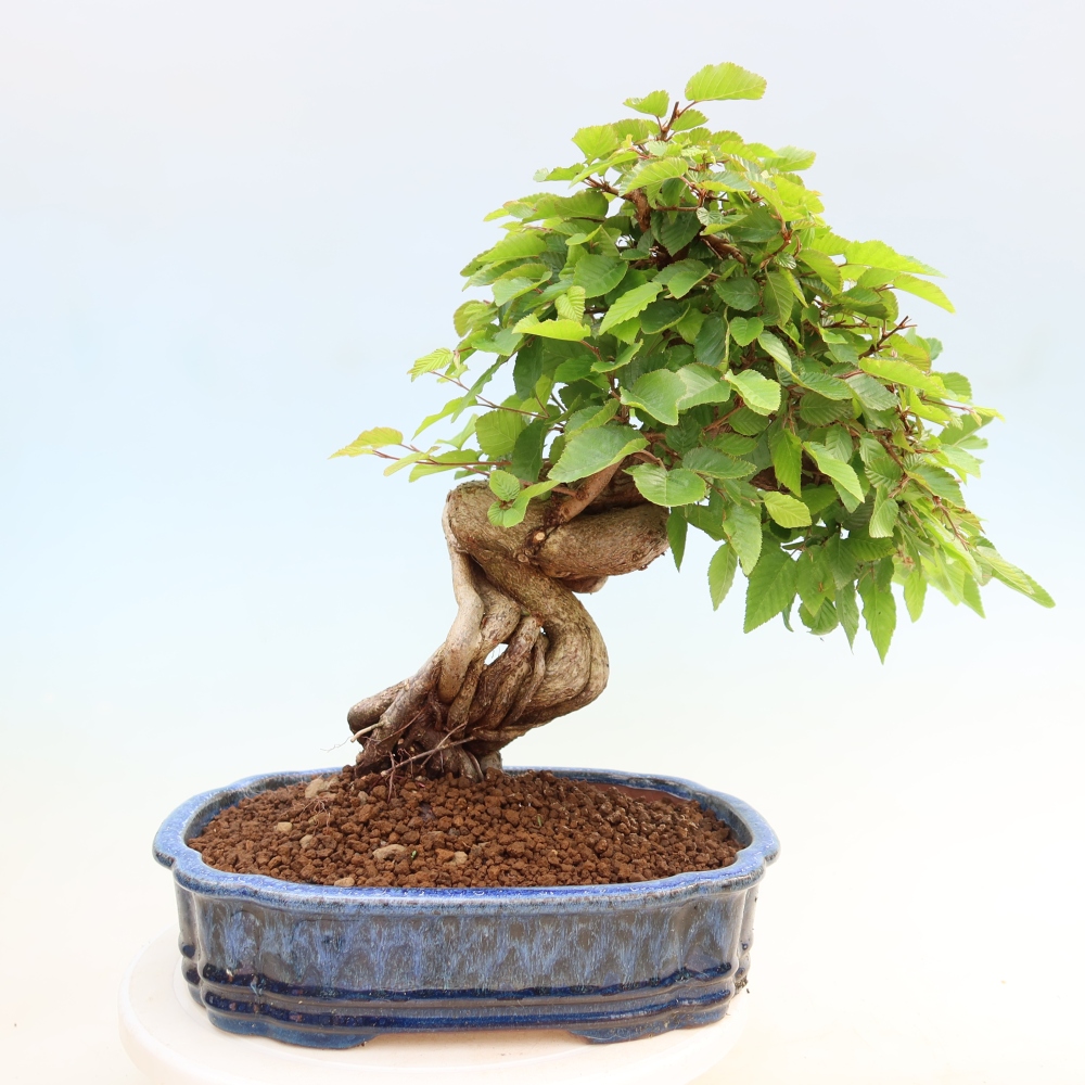 Outdoor bonsai -Carpinus coreana - Korean Hornbeam