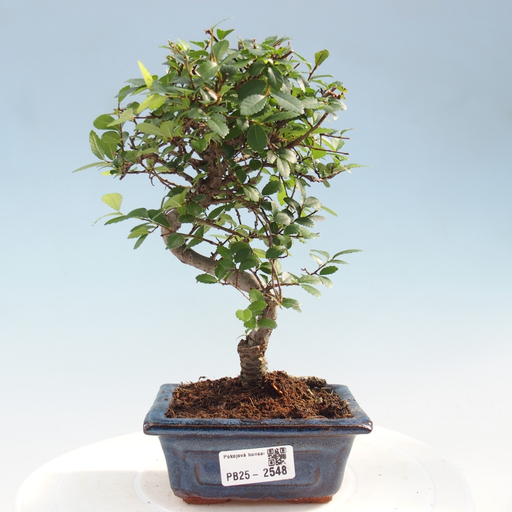 Indoor bonsai - Ulmus parvifolia - Small leaf elm