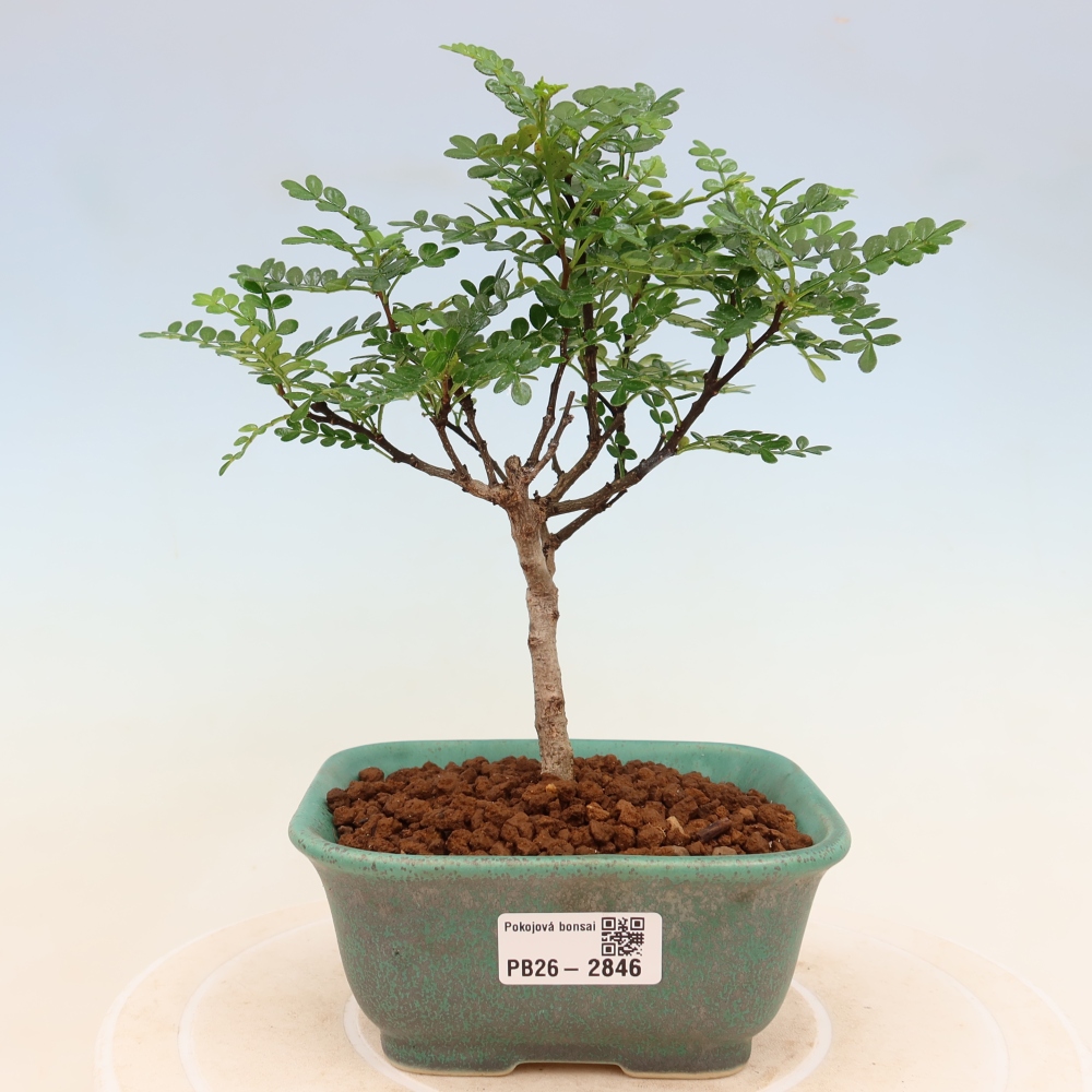 Room bonsai - Zantoxylum piperitum - pepper tree