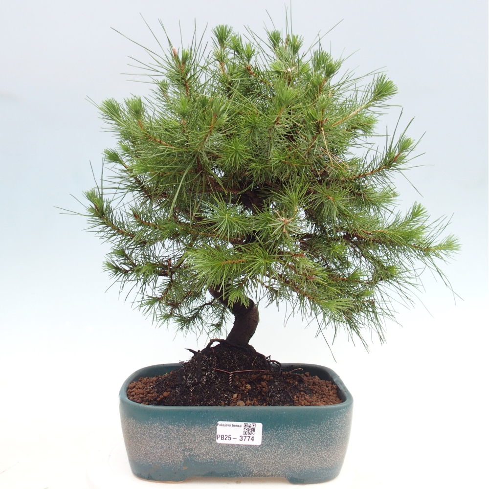 Room bonsai-Pinus halepensis-Pine of Aleppo
