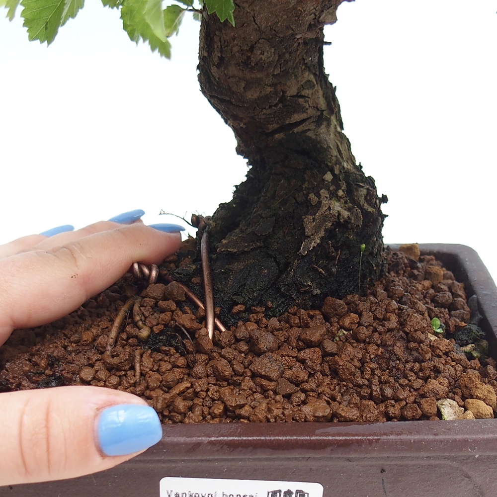 Outdoor bonsai - Zelkova - Zelkova NIRE