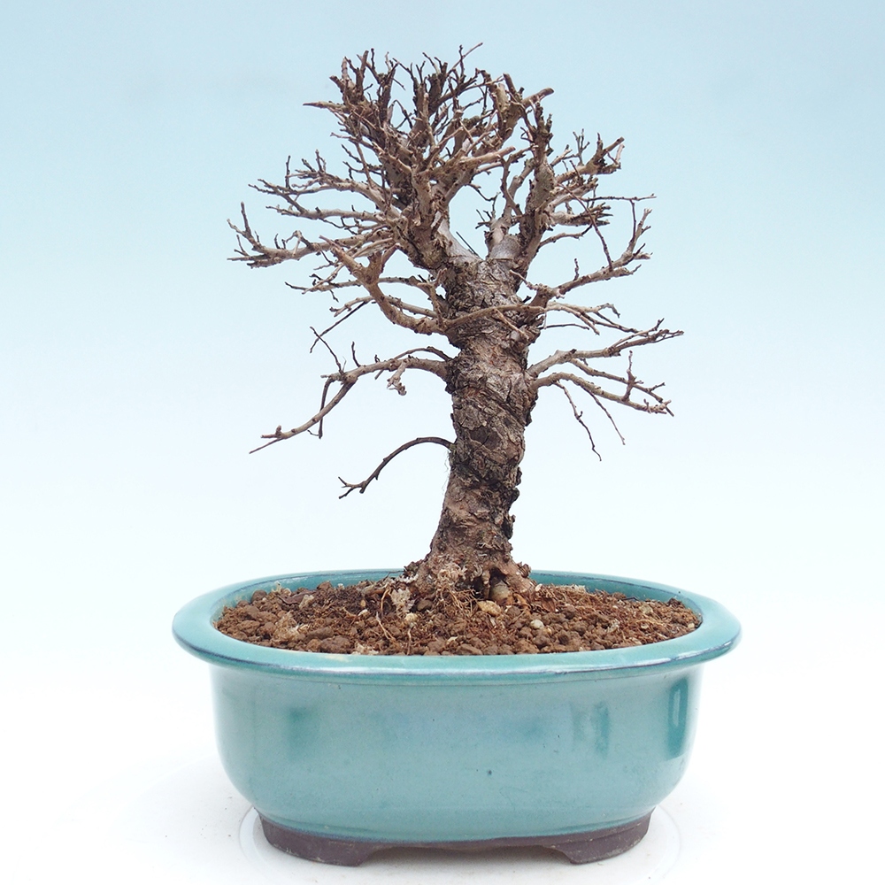 Outdoor bonsai - Zelkova - Zelkova NIRE