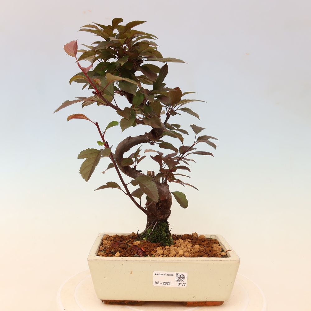 Outdoor bonsai -Malus domestica - Small-fruited red-leaved apple tree