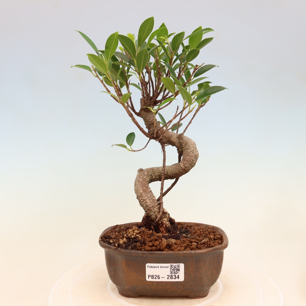 Room bonsai - Ficus kimmen - small-leaved ficus