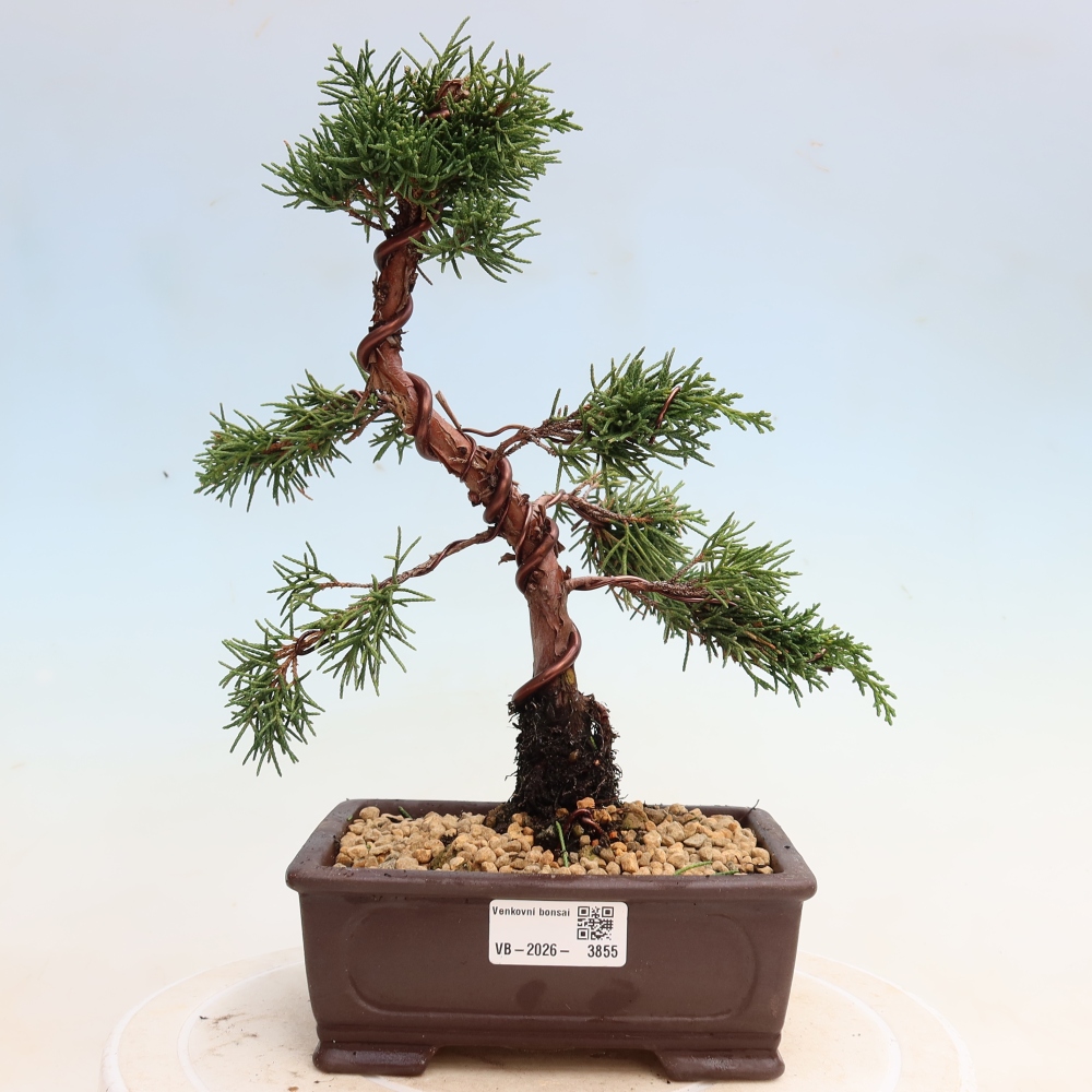 Outdoor bonsai - Juniperus chinensis Kishu