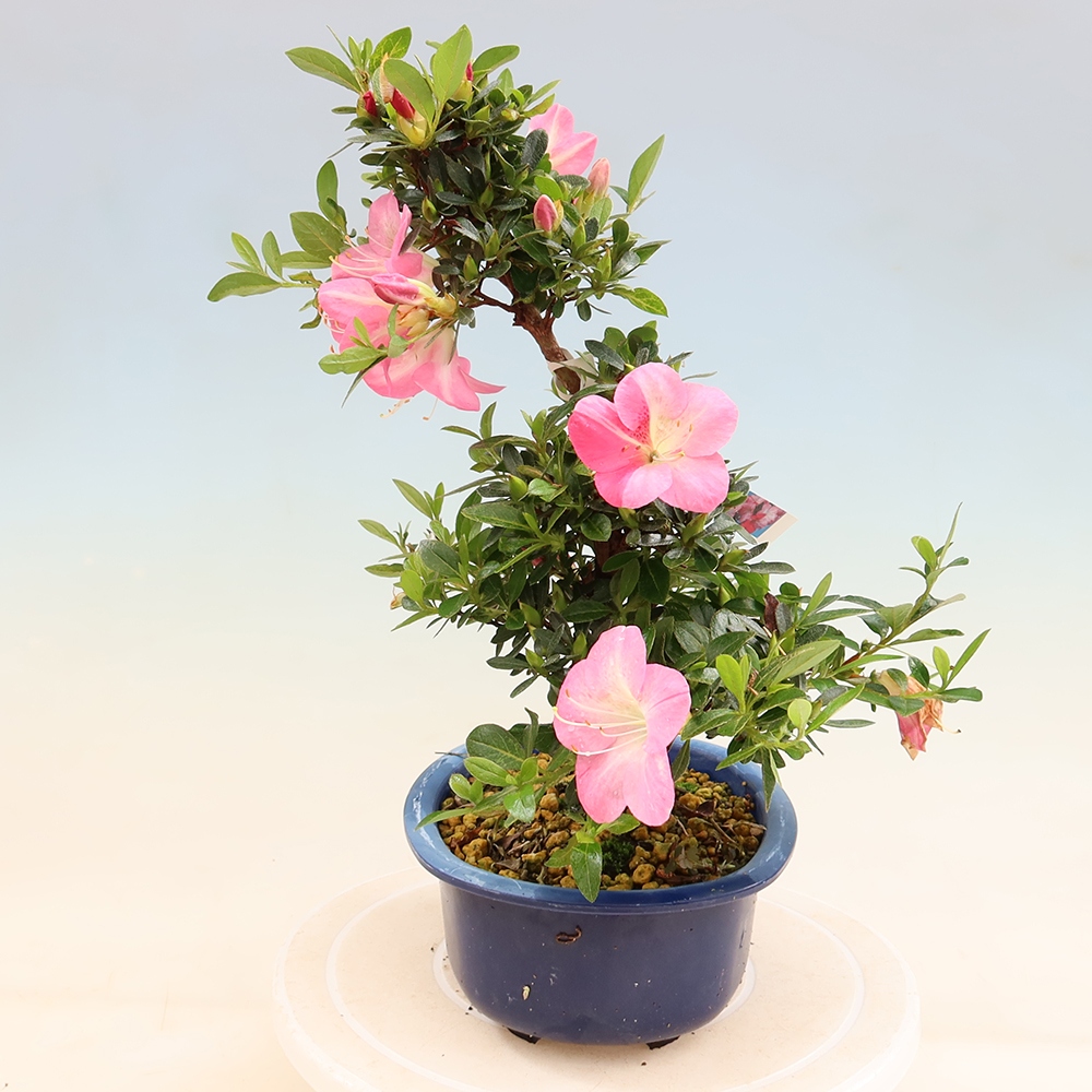 Outdoor bonsai - Japanese Azalea - Azalea Santoka