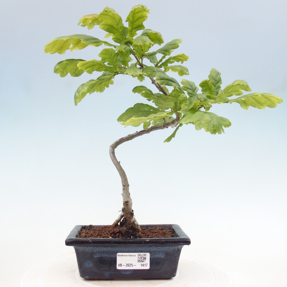 Outdoor bonsai - Quercus robur - oak