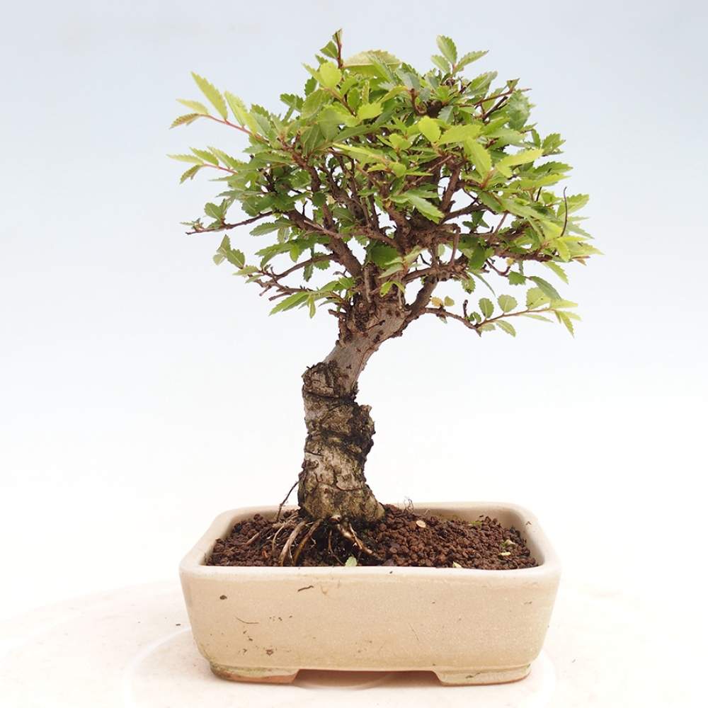 Outdoor bonsai - Zelkova - Zelkova NIRE