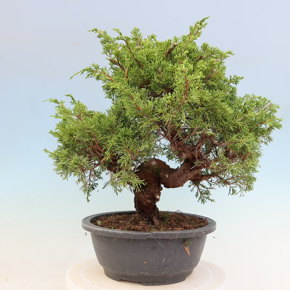 Outdoor Bonsai - Juniperus chinensis Itoigawa - Chinese Juniper