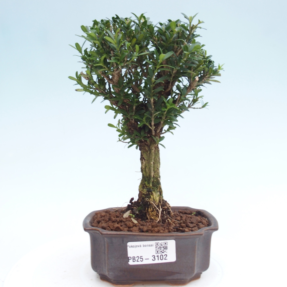 Room Bonsai - Buxus harlandii - Cork boxwood